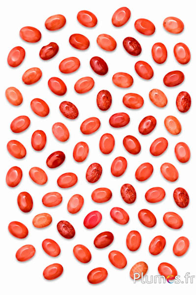 Natursteinperlen - 10 x 5 mm - mahagoni-rot